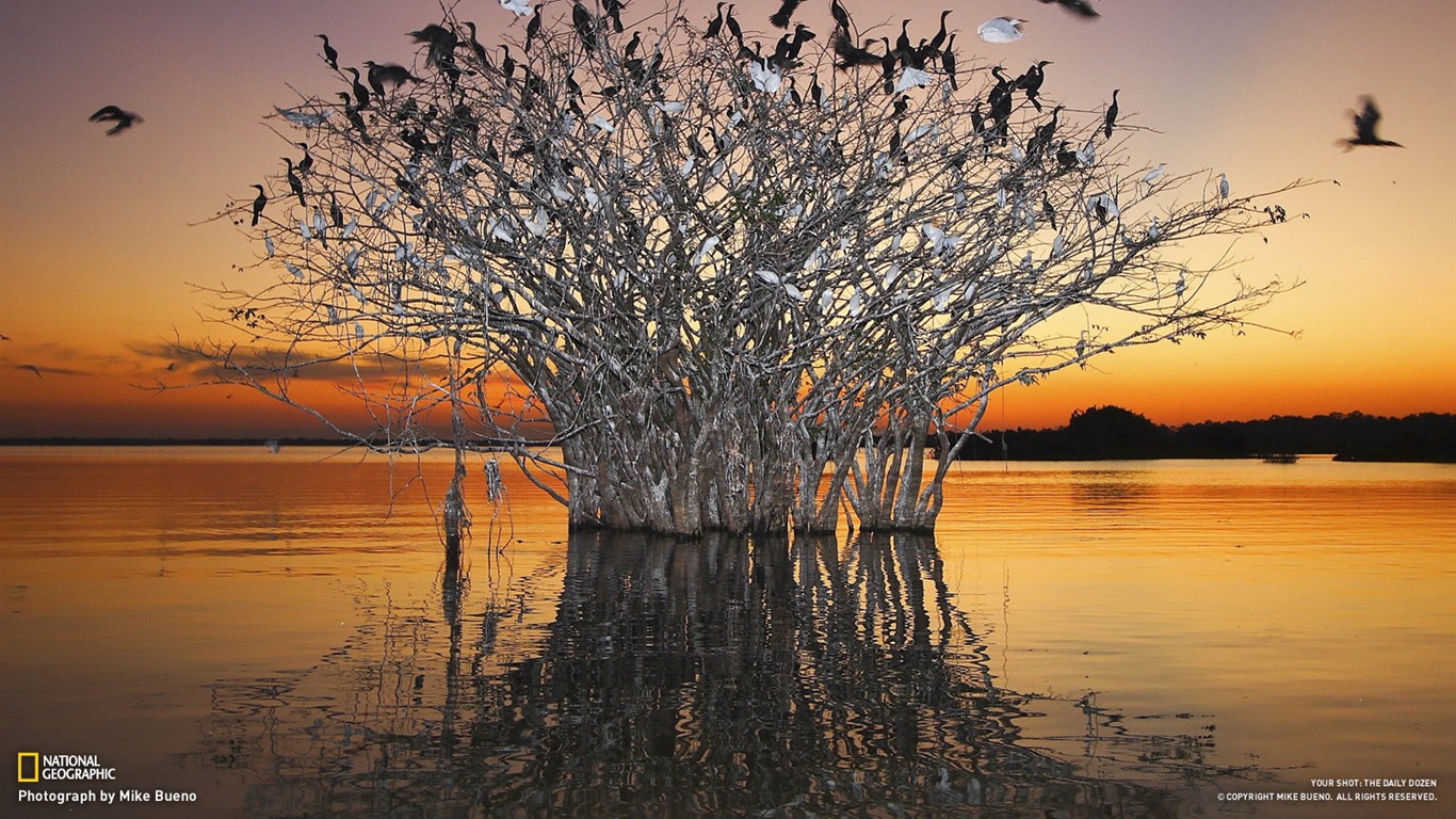 ... _wetlands_of_the_birds-National_Geographic-Photo_of_the_Day_1366x768
